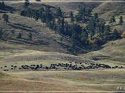 custer_buffalo_roundup_007