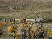 custer_buffalo_roundup_008