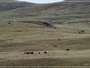 custer_buffalo_roundup_013