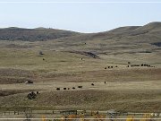 custer_buffalo_roundup_014