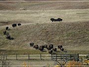 custer_buffalo_roundup_015