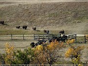 custer_buffalo_roundup_016