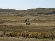 custer_buffalo_roundup_017