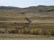 custer_buffalo_roundup_018