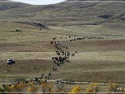 custer_buffalo_roundup_019