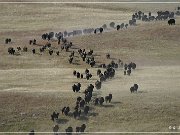 custer_buffalo_roundup_020