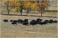custer_buffalo_roundup_029