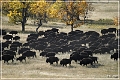 custer_buffalo_roundup_033