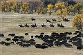 custer_buffalo_roundup_036