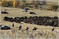 custer_buffalo_roundup_059