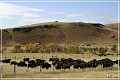 custer_buffalo_roundup_076