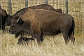 custer_buffalo_roundup_077
