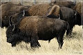 custer_buffalo_roundup_080