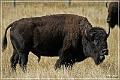 custer_buffalo_roundup_081