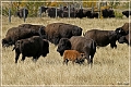custer_buffalo_roundup_082