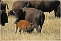 custer_buffalo_roundup_083