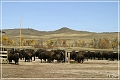 custer_buffalo_roundup_088