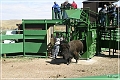 custer_buffalo_roundup_124