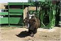 custer_buffalo_roundup_125