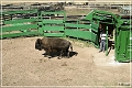 custer_buffalo_roundup_126