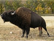 Custer SP