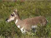 Custer SP