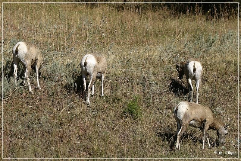 bighorn_sheep_sd_01.jpg