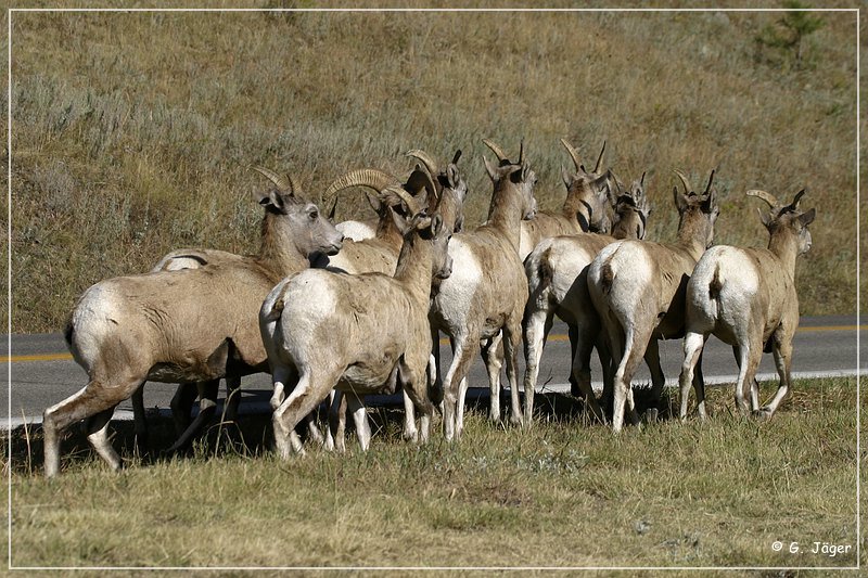 bighorn_sheep_sd_02.jpg