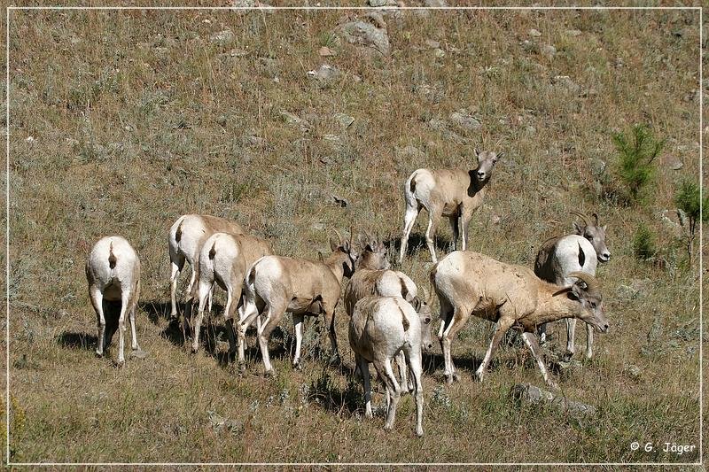 bighorn_sheep_sd_04.jpg