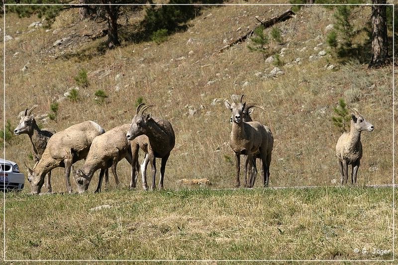 bighorn_sheep_sd_07.jpg