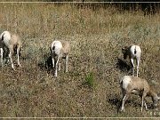 bighorn_sheep_sd_01