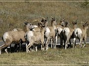 Bighorn Sheep
