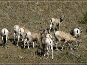 bighorn_sheep_sd_03