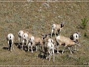 bighorn_sheep_sd_04