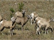 bighorn_sheep_sd_05