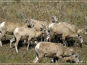 bighorn_sheep_sd_06