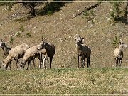 bighorn_sheep_sd_07