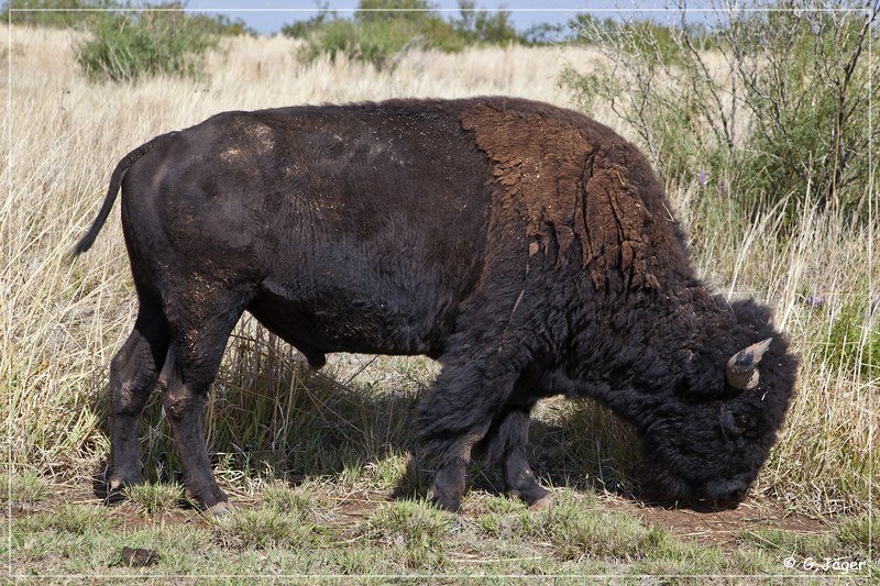 caprock_canyon_sp_005.jpg