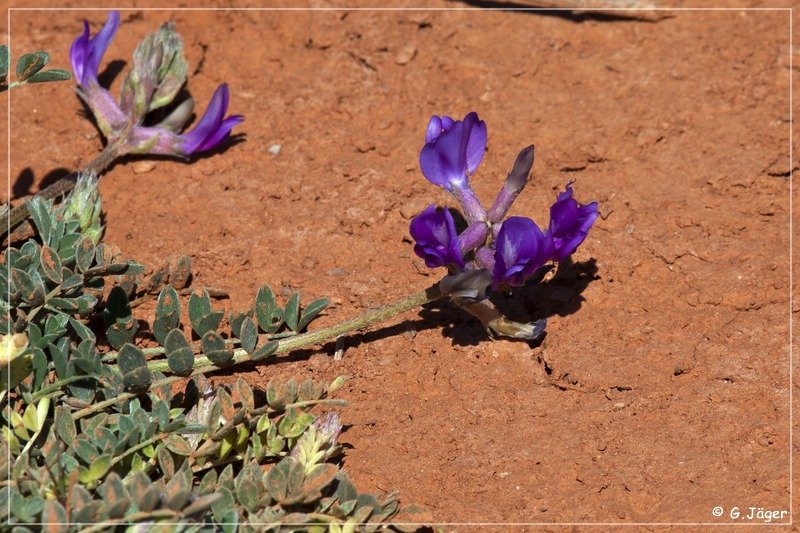 caprock_canyon_sp_095.jpg