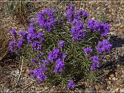 Caprock Canyon SP - entlang der Parkstrasse