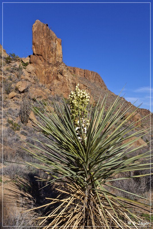 grapevine_hills_trail_070.jpg