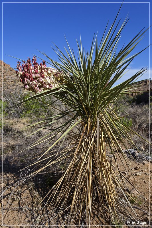 grapevine_hills_trail_078.jpg