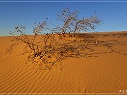 monahan_Sanddunes_sp_08