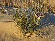 Monahan Sanddunes SP