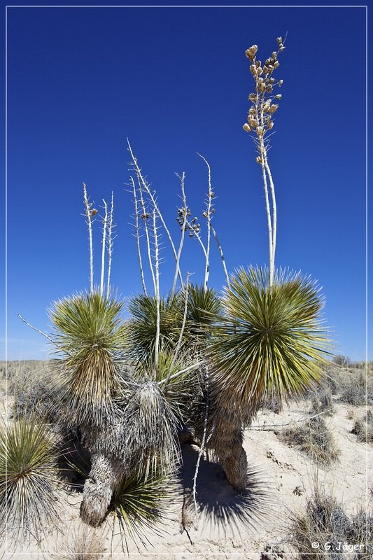 salt_basin_dunes_05.jpg