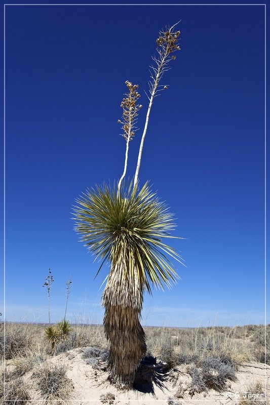 salt_basin_dunes_06.jpg