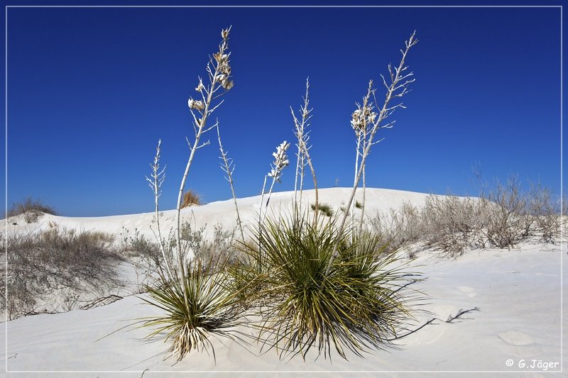 salt_basin_dunes_31.jpg