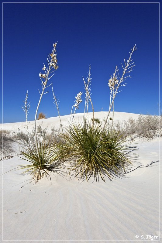 salt_basin_dunes_32.jpg