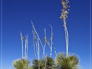 salt_basin_dunes_05