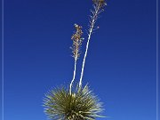 salt_basin_dunes_06